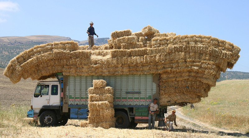 Morocco Truck Hay Work Agriculture