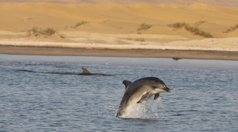 Namibia's common bottlenose dolphins, consisting of between 82 to 100 individuals, is the only inshore population of common bottlenose dolphins along the southern African coastline. Their range stretches from about 1000 km along the coastline between Möwe Bay to the north of Walvis Bay and Luderitz to the south. CREDIT: Dr Tess Gridley