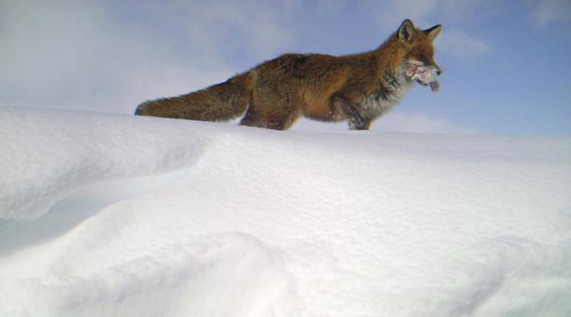 The density of red foxes is increasing in Norway's mountainous areas. The more trash and food waste red foxes have access to, the greater their numbers. This photo was taken with a game camera and shows a red fox that has found food. CREDIT: NINA, game camera