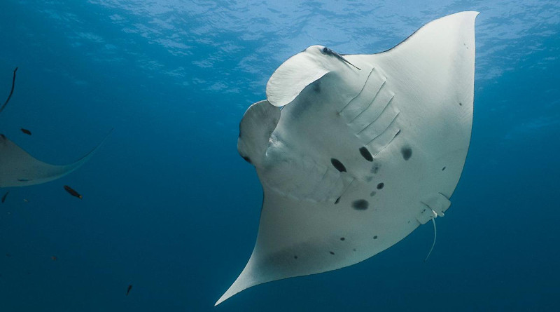 Reef manta ray, Mobula alfredi CREDIT: Amelia J. Armstrong and colleagues