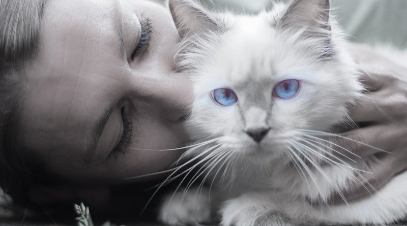 Cat Woman Blue Eyes Portrait Whiskers Pet Person
