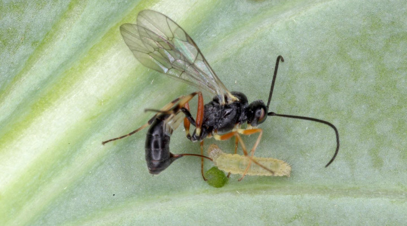 A parasitic wasp (biological control agent) injects an egg into a pest caterpillar. The wasp will develop inside the caterpillar, eventually killing it. CREDIT: The University of Queensland