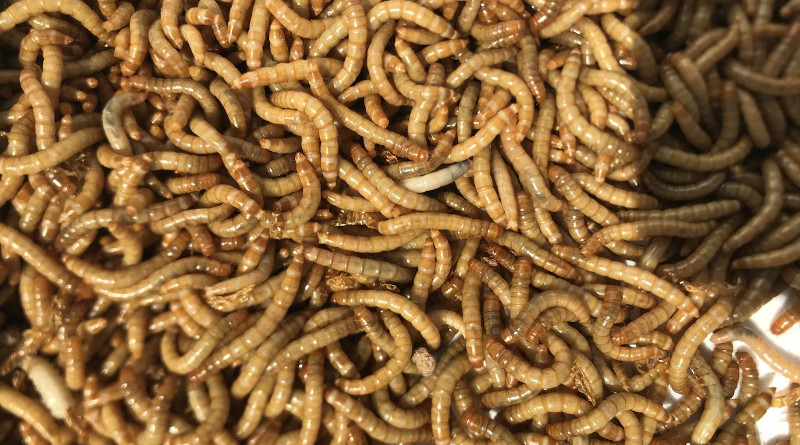 The yellow mealworm species Tenebrio molitor. An IUPUI-led study finds the insect could serve as a good alternate protein source in agriculture. CREDIT: Ti Eriksson, Beta Hatch