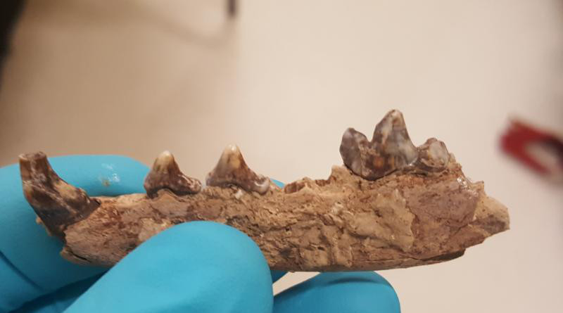 Arctic fox teeth CREDIT: Alex Pryor