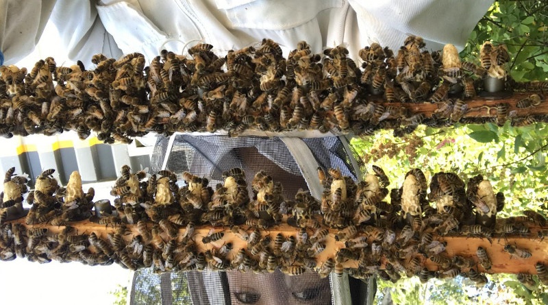 Queen cells ready to go into mating colonies for a queen production operation. CREDIT: Alison McAfee