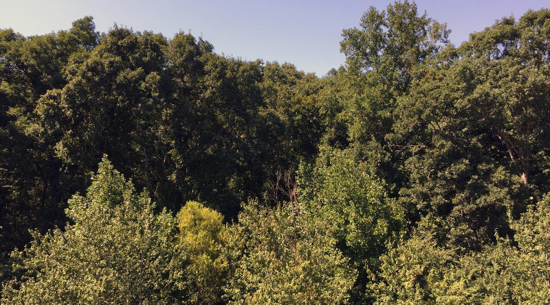 Trees are a source of cellulose, hemicelluloses, and lignin. A new process for upgrading lignin bio-oil to hydrocarbons could help expand use of the lignin, which is now largely a waste product left over from the productions of cellulose and bioethanol. CREDIT: John Toon, Georgia Tech