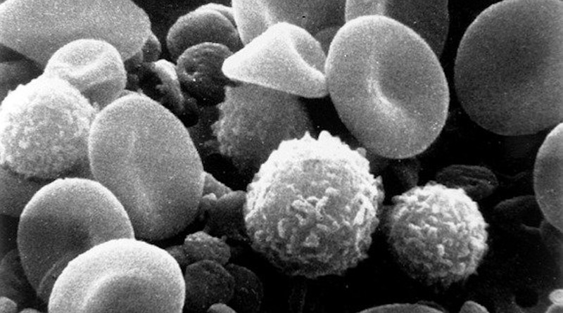 Blood Cells Cells Human Electron Microscope Scan