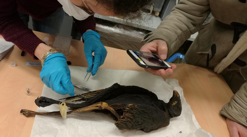 First author Marie Linglin samples a mummified Northern long-legged buzzard specimen at the Musée des Confluences, Lyon. CREDIT: © Romain Amiot/LGL-TPE/CNRS