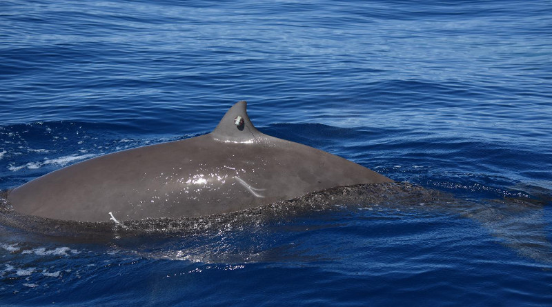 Cuvier's beaked whale (Ziphius cavirostris) with a tag on the dorsal fin. CREDIT: Andrew Read and Duke University. All research activities were carried out under NOAA/NMFS Scientific Research Permits 17086 and 20605 (Robin Baird); NOAA/NMFS permit 14809-03 (Doug Nowacek); and NOAA General Authorization 16185 (Andrew Read).