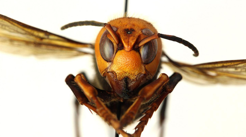 The world's largest hornet, the Asian giant hornet has been encountered in the Pacific Northwest. New research at Washington State University predicts where the hornet could find suitable habitat, both in the U.S. and globally, and how quickly it could spread, should it establish a foothold. CREDIT: Photo courtesy WSDA