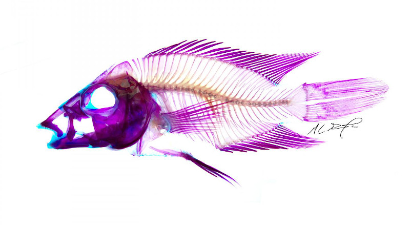 UMass Amherst biologists compared museum collections of cichlid fishes from before a dam was closed in 1984 on the Tocantins River in the Brazilian Amazon to contemporary specimens taken from the Tucuruí Reservoir by fishermen 34 years later. They tested the idea that these fish could be expected to show body shape changes - in particular jaw bones - in response to habitat and foraging behavior shifts after the dam changed the waterway. CREDIT: UMass Amherst/Albertson lab