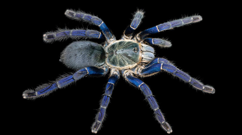 A Cobalt Blue Tarantula (Hapolpelma lividum), with brilliant cobalt blue hair-like setae on its legs. CREDIT: Bastian Rast