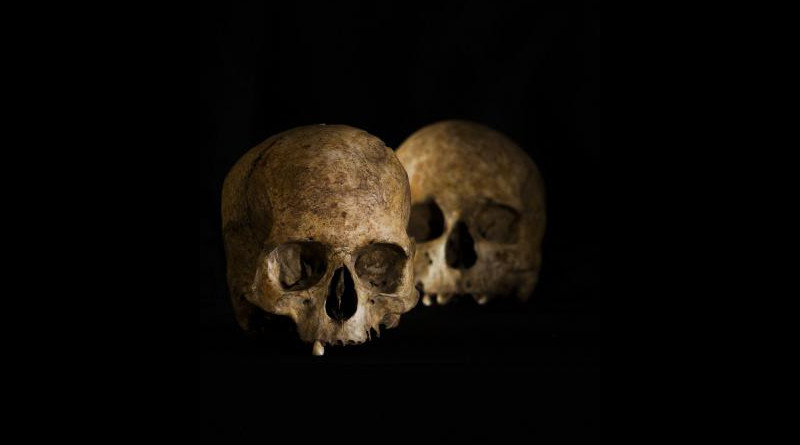 Skull found in the Cueva de la Dehesilla CREDIT: Universidad de Sevilla