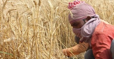 Wheat Fields Punjab Patiala Men Farmer India