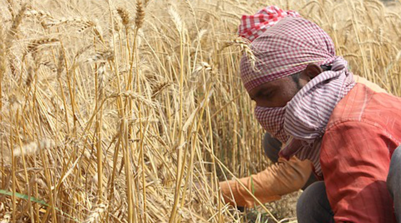 Wheat Fields Punjab Patiala Men Farmer India