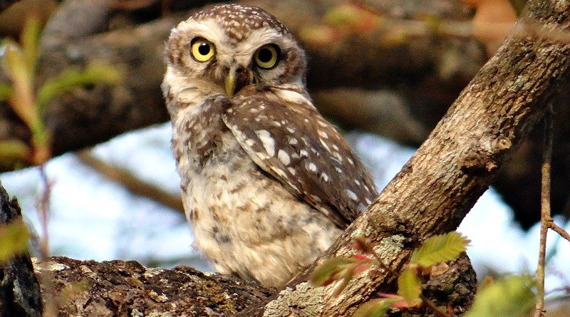 Spotted Owlet Athene Brama Bird Owl Nocturnal