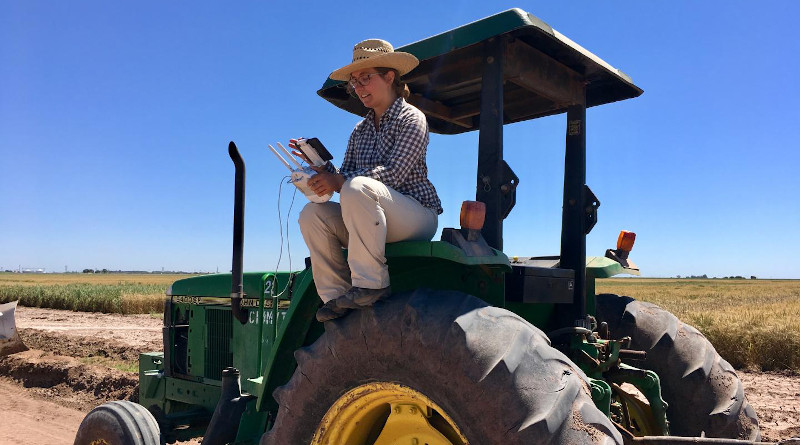 Margaret Krause operates an unmanned aerial vehicle at the International Maize and Wheat Improvement Center (CIMMYT) in Ciudad Obregón, Mexico. CREDIT: José Manuel Reyes Mendoza