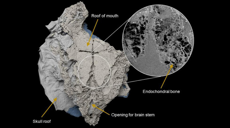 Virtual three-dimensional model of the braincase of Minjinia turgenensis generated from CT scan. Inset shows raw scan data showing the spongy endochondral bone inside. CREDIT: Imperial College London/Natural History Museum