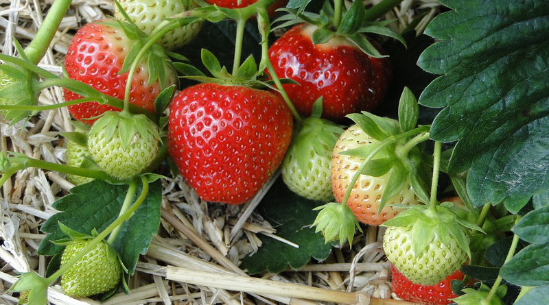 Strawberries Red Sweet Plant Field Straw Bedding