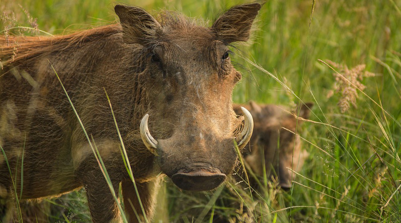 Warthog Tusks Ivory Warts Savanna Safari Pig