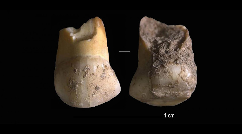 An upper canine milk-tooth that belonged to a Neanderthal child, aged 11 or 12, that lived between 48,000 and 45,000 years ago. CREDIT: Journal of Human Evolution