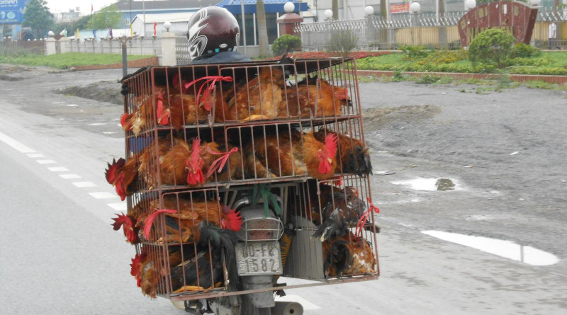 Small-scale poultry farmers in Vietnam tend to respond to viral outbreaks of highly pathogenic avian influenza (HPAI) by rapidly selling their birds as a way to avoid financial loss. CREDIT: Alexis Delabouglise, CIRAD/Penn State