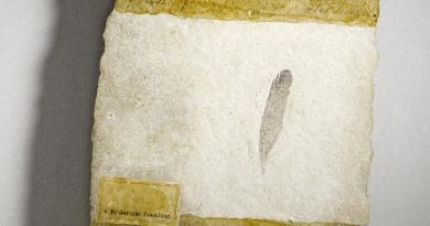 Fossil discovered at the site of four Archaeopteryx skeletons. CREDIT: Museum fur Naturkunde