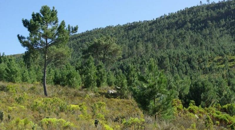 Pinus pinaster, one of many non-native trees that is highly invasive and causes major impacts in South Africa. The image shows a dense invasive stand of pines in the mountains of the Western Cape. CREDIT: Dave Richardson