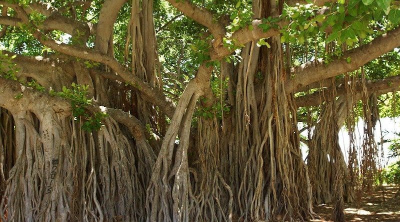 banyan tree