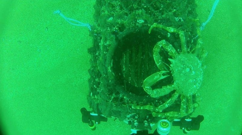 Scientists attached video cameras to pots used by crab and lobster fishermen off the south coast of England CREDIT: University of Plymouth