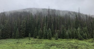 A high-elevation spruce beetle-affected forest. CREDIT: Seth Davis/Colorado State University