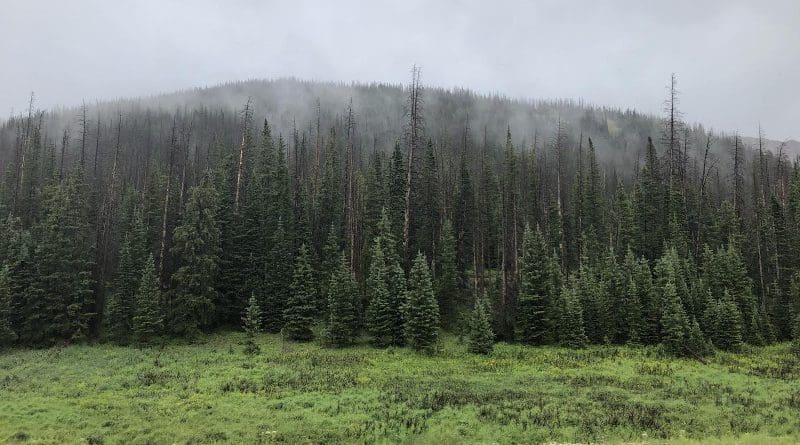 A high-elevation spruce beetle-affected forest. CREDIT: Seth Davis/Colorado State University