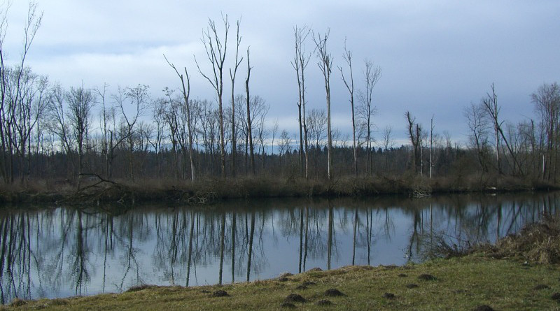 Riparian Danube River Bank Trees Kahl Mirroring Grass