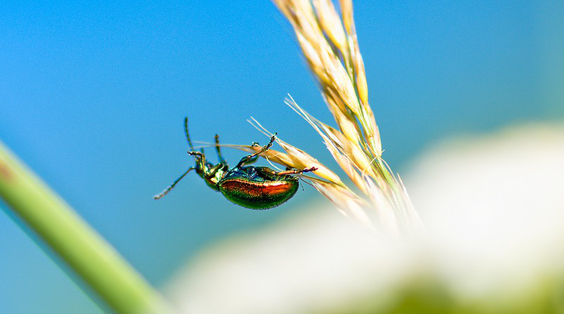 Rose Beetle Insect Beetle Plant Nature Animal