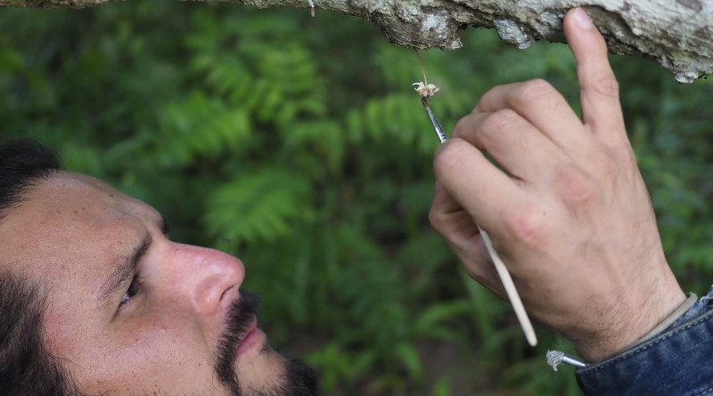 Manuel Toledo-Hernandez, first author and PhD student in Agroecology at the University of Göttingen, pollinating a cocoa flower by hand. CREDIT: M Toledo, University of Göttingen