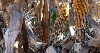 Researchers at the University of Göttingen have discovered that the spores of the fungus Trichoderma, which is contained in some organic plant protection products, can cause severe cob rot in maize (corn). CREDIT A Pfordt, University of Göttingen