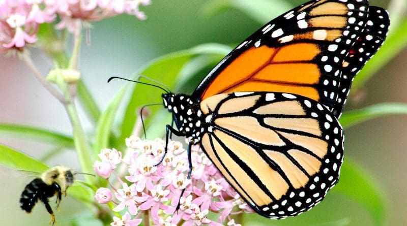 A monarch butterfly and a bee visit a milkweed plant. CREDIT: Jim Hudgins, U.S. Fish and Wildlife Service