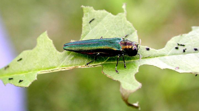 New research by an international team of scientists suggests that worldwide, invasion by non-native insects will increase 36 percent by 2050. Photograph shows an emerald ash borer, a non-native insect that has proven highly destructive in U.S. forests. CREDIT: Leah Bauer, USDA Forest Service