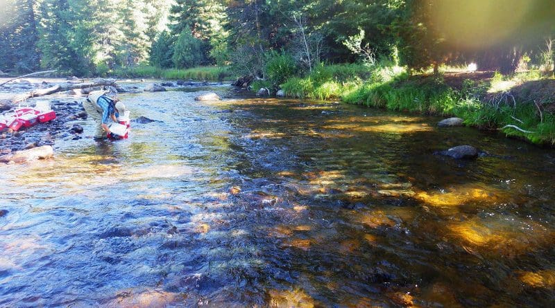Ecologist Janet Miller collects rock trays in the Cache La Poudre River in Colorado. CREDIT: Photo courtesy of Janet Miller