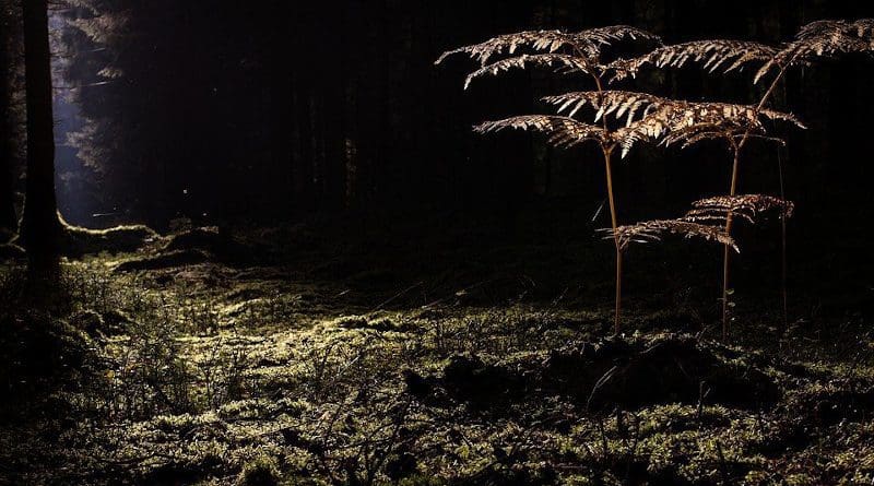 Glade Forest Sun Exposure Fern Vascular Pores Plant