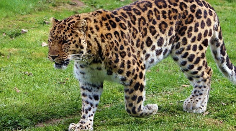 Amur Leopard Leopard Nature Amur Predator Cat