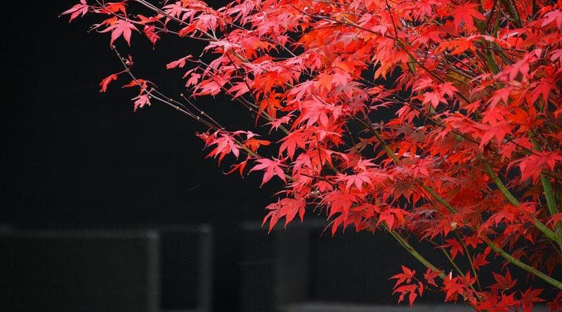 red maple tree