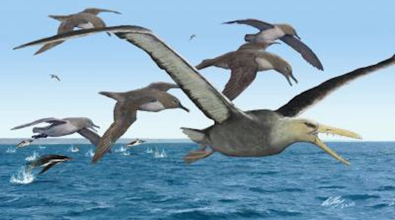 An artist's depiction of ancient albatrosses harassing a pelagornithid -- with its fearsome toothed beak -- as penguins frolic in the oceans around Antarctica 50 million years ago. CREDIT: Copyright Brian Choo