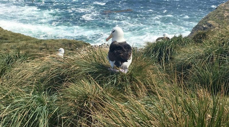 A rookery of black-browed albatross nests at a windy, exposed tussac grassland on West Point Island in the Falkland Islands. CREDIT: Dulcinea Groff