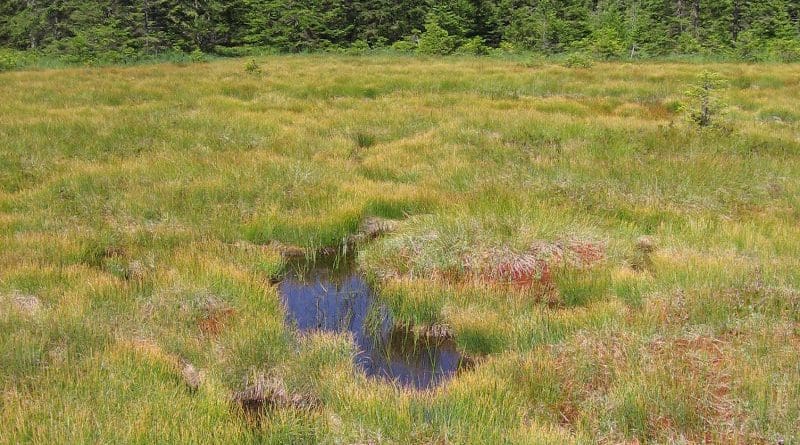 The Hirschbäder mire, a bog complex of living raised bog with red peat moss, stagnant raised bog and interspersed open water areas, the so-called Schlenken. CREDIT: Thomas Sperle