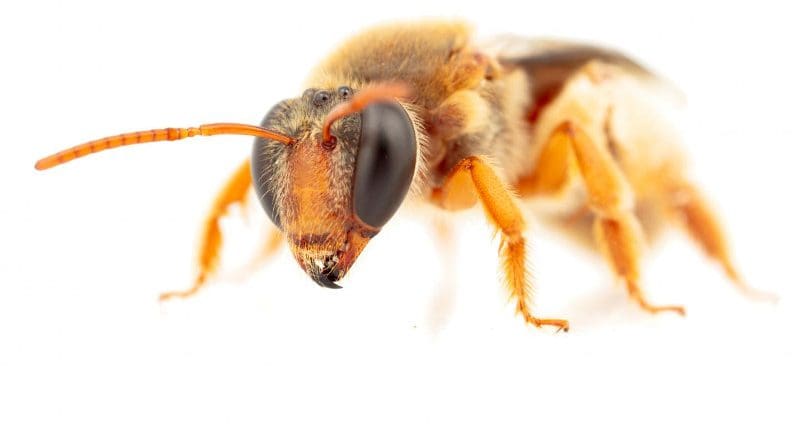 (Reepenia bituberculatav) Nomiine bee with night foraging activity CREDIT: James Dorey, Flinders University