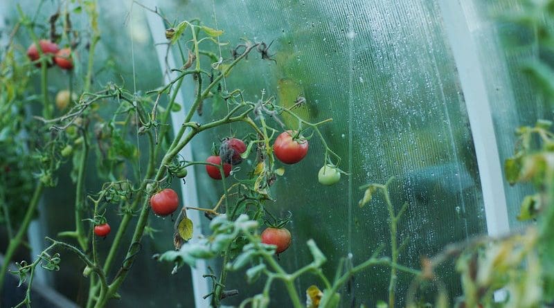 Tomatoes Greenhouse