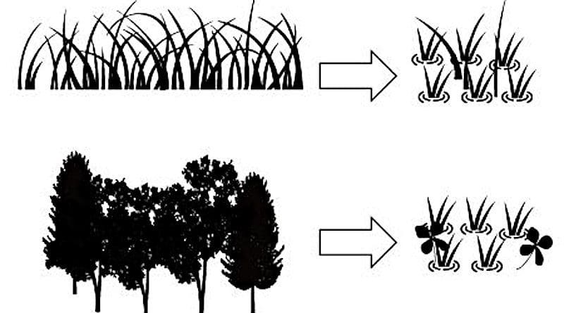 Rice paddies which were originally wetland are able to provide a new home for the original wetland plant species that were present. Conversely, paddies which were not originally wetland are a better home for non-wetland species. CREDIT: Tokyo Metropolitan University