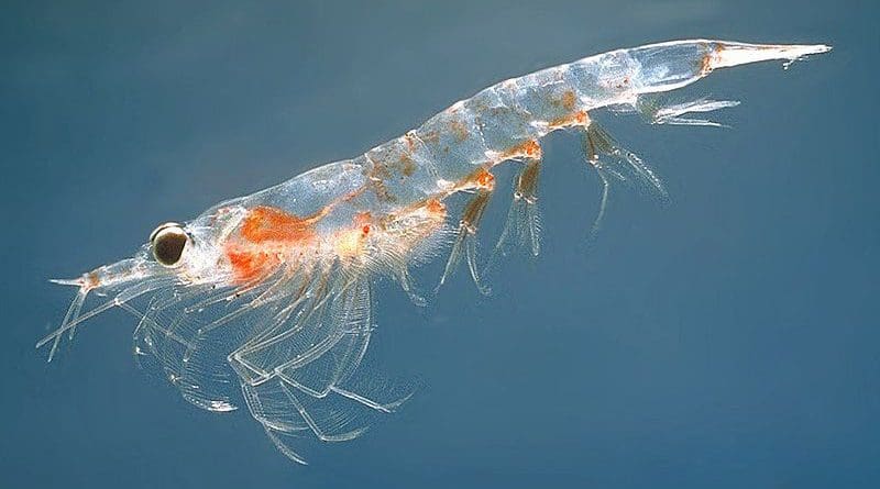 A Northern krill. Photo Credit: Øystein Paulsen - MAR-ECO, Wikipedia Commons