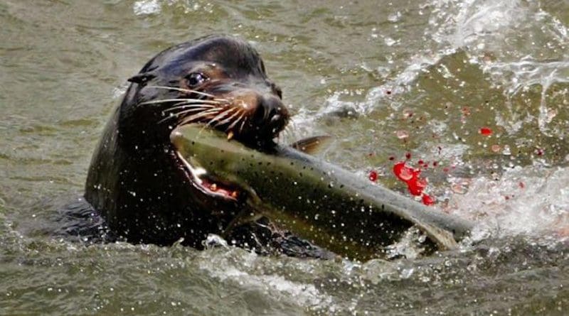 A sea lion devours a salmon. CREDIT: LE Baskow